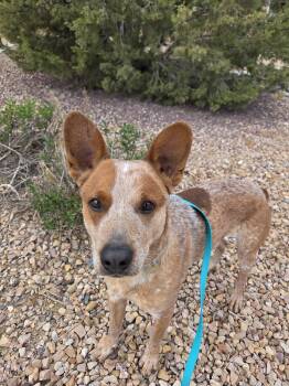 Cattle Dog and Mixed Breed Dogs Available for Adoption in Grand Junction, Colorado - Rojo | PetCurious