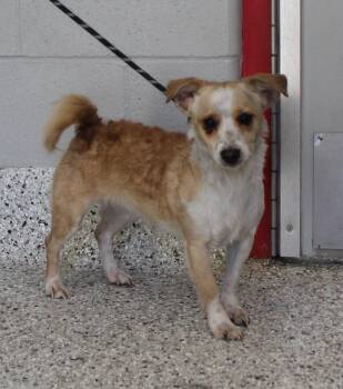 Terrier Dogs Available for Adoption - Marsha (11405) | PetCurious