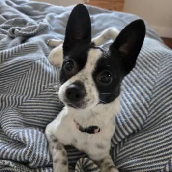 Rescue Chihuahua Dogs for Adoption in Richmond, California - SNOW | PetCurious