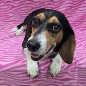 Marie -  Beagle Dog for Adoption in Frankfort, Indiana - Marie | PetCurious