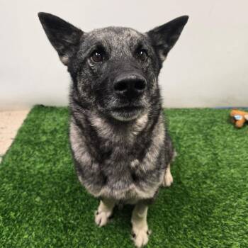 Copy -  Mixed Breed Dog for Adoption in Columbia, Missouri - Copy | PetCurious