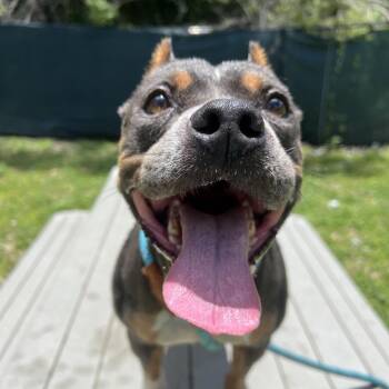 Kissimmee -  Mixed Breed Dog for Adoption - Kissimmee | PetCurious