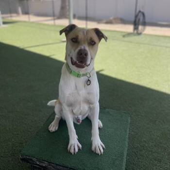 Kenny -  Pit Bull Terrier and Mixed Breed Dog for Adoption in Riverside, California - Kenny | PetCurious