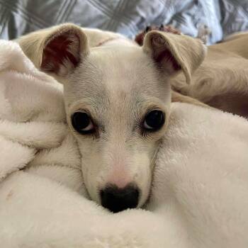 Rescue Chihuahua and Toy Fox Terrier Dogs for Adoption in Warren, Rhode Island - Pebbles | PetCurious