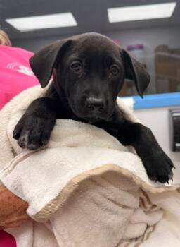 Myrtle (Dukes of Hazzard x 5) -  Labrador Retriever Dog for Adoption in Hartsville, South Carolina - Myrtle (Dukes Of Hazzard X 5) | PetCurious