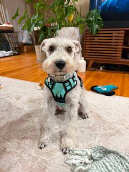 Bruno -  Miniature Schnauzer Dog for Adoption in San Diego, California - Bruno | PetCurious