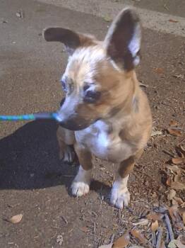 Chihuahua Dogs Available for Adoption - BOY | PetCurious