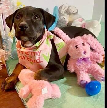 Labrador Retriever Dogs Available for Adoption in Grand Bay, Alabama - Olivia | PetCurious