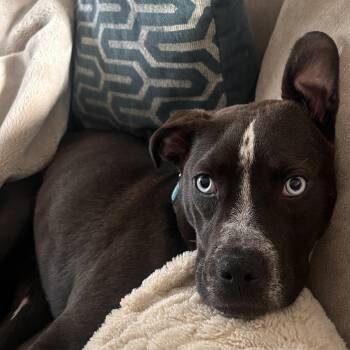 Australian Cattle Dog Blue Heeler and Pit Bull Terrier Dogs Available for Adoption in Carmel Hamlet, New York - Charlotte | PetCurious