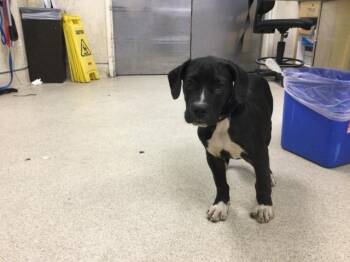 Pit Bull Terrier and Mixed Breed Dogs Available for Adoption - ZIVA | PetCurious