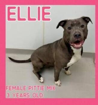 Pit Bull Terrier Dogs Available for Adoption in Danville, Indiana - Ellie | PetCurious