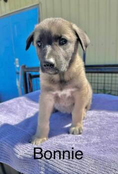 Bonnie -  Shepherd Dog for Adoption in Yellowknife, Northwest Territories - Bonnie | PetCurious