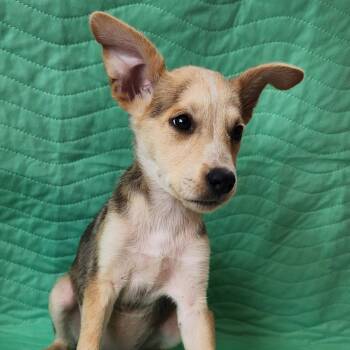 CLEOPATRA -  Shepherd and Hound Dog for Adoption in San Angelo, Texas - CLEOPATRA | PetCurious