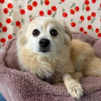 ROMY -  Pomeranian Dog for Adoption in Chico, California - ROMY | PetCurious