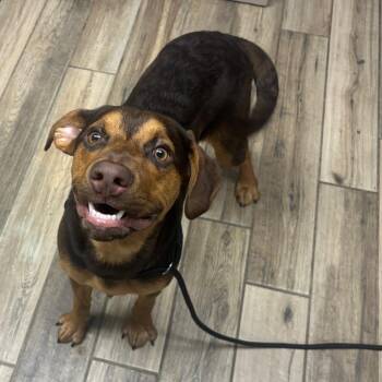 Ironman -  Mixed Breed Dog for Adoption in Henderson, Kentucky - Ironman | PetCurious