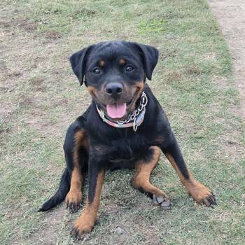 Rescue Rottweiler Dogs for Adoption in Manteca, California - LUNA | PetCurious