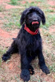 Stiletto -  German Shepherd Dog and Standard Poodle Dog for Adoption in New Baltimore, Michigan - Stiletto | PetCurious