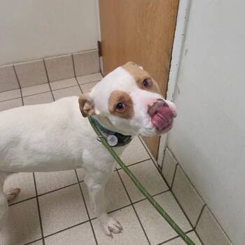 Mixed Breed Dogs Available for Adoption in Charleston, West Virginia - Raymond | PetCurious