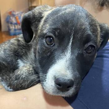 Queso -  Cattle Dog and Pit Bull Terrier Dog for Adoption in Tacoma, Washington - Queso | PetCurious
