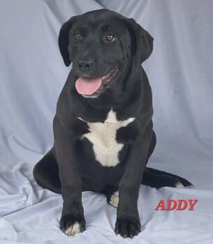 Labrador Retriever Dogs Available for Adoption in Hillsdale, New York - Addy | PetCurious