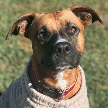 Rescue Boxer Dogs for Adoption in New Orleans, Louisiana - Holly Mae | PetCurious