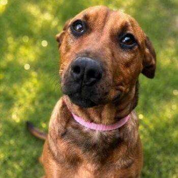 Labrador Retriever and Terrier Dogs Available for Adoption in Bloomfield, Connecticut - Scooby | PetCurious