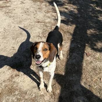 Hound Dogs Available for Adoption in Carmel Hamlet, New York - PJ | PetCurious