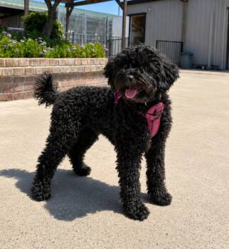 Luna -  Goldendoodle Dog for Adoption in Lathrop, California - Luna | PetCurious