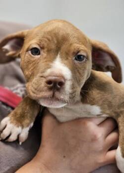 Scarlett fka Pup 4 -  Mixed Breed Dog for Adoption in West Chester, Pennsylvania - Scarlett Fka Pup 4 | PetCurious