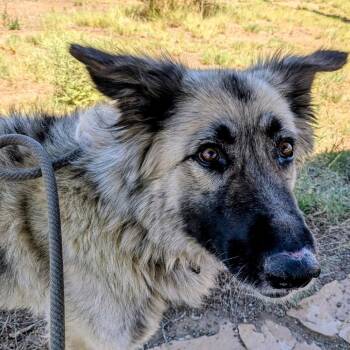 Misty - Butler Campus -  German Shepherd Dog Dog for Adoption in Flagstaff, Arizona - Misty - Butler Campus | PetCurious