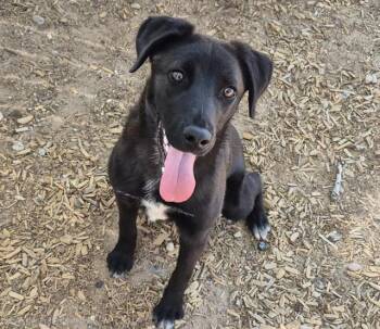EVANESCENCE -  Labrador Retriever and Mixed Breed Dog Available for Adoption in Albuquerque, New Mexico - EVANESCENCE | PetCurious