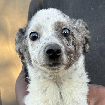 Flower - Local November 6-8 -  Rat Terrier Dog for Adoption in Brookshire, Texas - Flower - Local November 6-8 | PetCurious