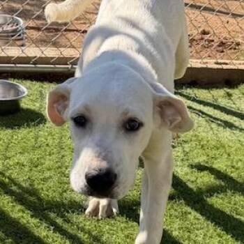 Ryder -  Labrador Retriever and Great Pyrenees Dog for Adoption in Agua Dulce, California - Ryder | PetCurious