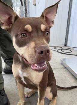 Rescue Pit Bull Terrier and Shepherd Dogs for Adoption in Thousand Oaks, California - Vanelope -- URGENT!! | PetCurious