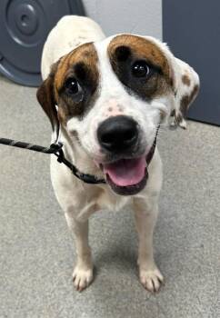 MYRA -  Pit Bull Terrier and Mixed Breed Dog for Adoption - MYRA | PetCurious