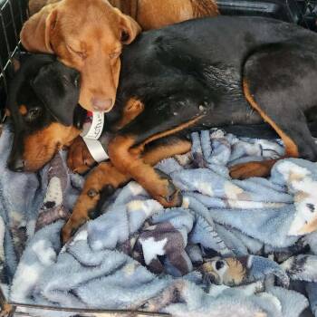 Lotus -  Doberman Pinscher and Mixed Breed Dog for Adoption in Hackett, Arkansas - Lotus | PetCurious