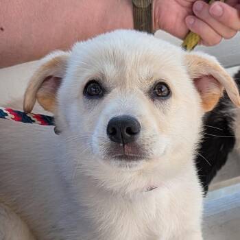 Shepherd Dogs Available for Adoption in Hawthorne, California - Ladybug | PetCurious