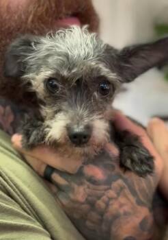 Cosmo -  Terrier Dog for Adoption in Ventura, California - Cosmo | PetCurious