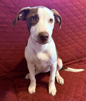Labrador Retriever and Hound Dogs Available for Adoption - Piper | PetCurious