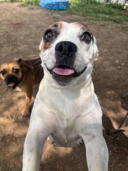 Diamond -  English Bulldog and Beagle Dog for Adoption in Bloomington, Indiana - Diamond | PetCurious