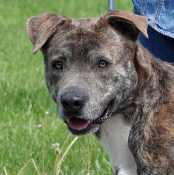 Mixed Breed Dogs Available for Adoption in Millfield, Ohio - Salem | PetCurious