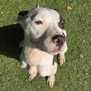 Jett -  Mixed Breed Dog for Adoption in St. Louis, Missouri - Jett | PetCurious