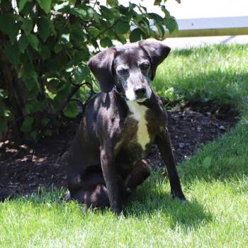 Beau -  Mixed Breed Dog for Adoption in Port Washington, New York - Beau | PetCurious