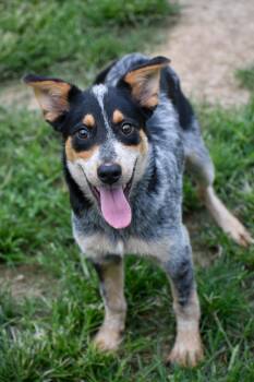 Piston -  Australian Cattle Dog Blue Heeler Dog for Adoption in Indianapolis, Indiana - Piston | PetCurious