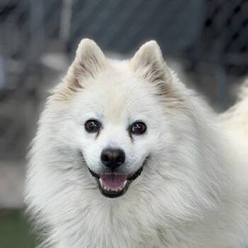 Oso -  Pomeranian Dog for Adoption in Sacramento, California - Oso | PetCurious