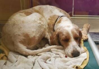 Standard Poodle and Mixed Breed Dogs Available for Adoption in Kansas City, Missouri - Louie | PetCurious