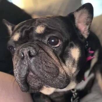 Berty -  French Bulldog Dog for Adoption in Calgary, Alberta - Berty | PetCurious