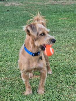 Ace -  Yorkshire Terrier and Schnauzer Dog for Adoption in Orange, California - Ace | PetCurious