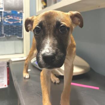 Mixed Breed Dogs Available for Adoption in Chattanooga, Tennessee - Honey Butter | PetCurious