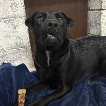 Sansa -  Black Labrador Retriever Dog for Adoption in Springtown, Texas - Sansa | PetCurious